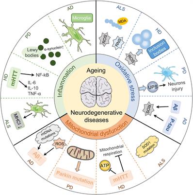 Roles of Long Non-coding RNAs in the Development of Aging-Related Neurodegenerative Diseases